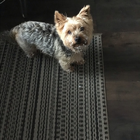 Meet your Posher, Lina - Picture 4 of 5